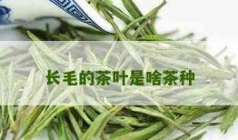 毛茶是什么茶，揭秘茶叶知识：什么是毛茶？